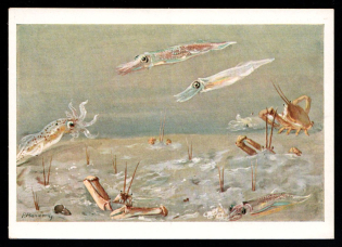 1933-1945 'Cuttlefish and masked crabs', Propaganda Postcard, Third Reich Nazi Germany