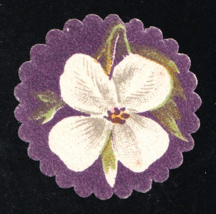 Fighting Tuberculosis Flowers, Odessa, Russin Empire Cinderella, Ukraine