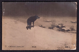 1907 (19 Nov) 'Wolf', Russian Empire, Russia Uncommon Picture Postcard from Reval (now Tallinn, Estonia) to New-York (United States) franked with pair 1k