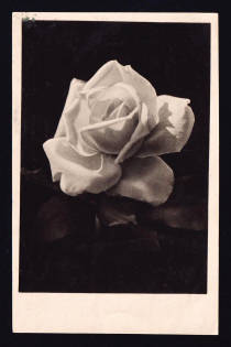 1944 (13 Jul) WWII Russia Field Post Illustrated 'Rose' censored postcard to Leningrad (NKVD FPO #699)